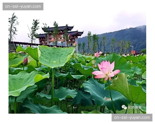 乡村体育赛事简易制播方案在当前阶段落地 激活基层体育的品牌价值